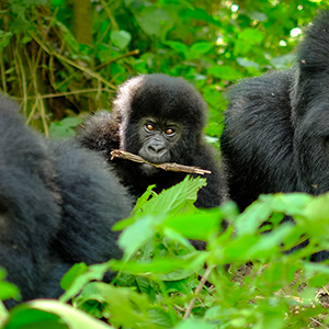 Congo Gorilla Trekking