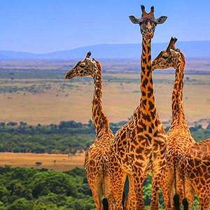 East Africa Safaris