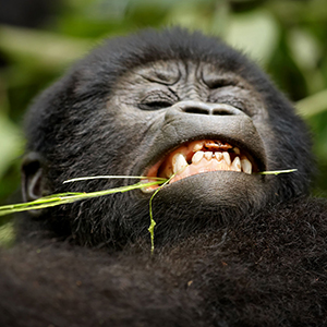 Rwanda Gorilla Trekking