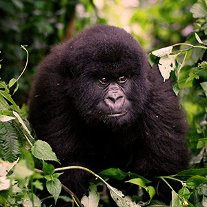 Uganda Gorilla Trekking