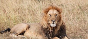 3 Days Queen Elizabeth Wildlife Safari