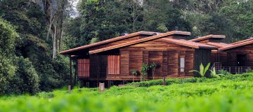 3 Days Rwanda Chimpanzee Trekking in Nyungwe Forest