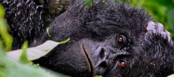 3 Days Rwanda Gorilla Tour