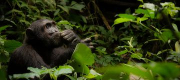 6 Days Rwanda Chimpanzees & Wildlife Safari