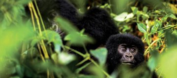 3 Days Bwindi Gorillas from Entebbe