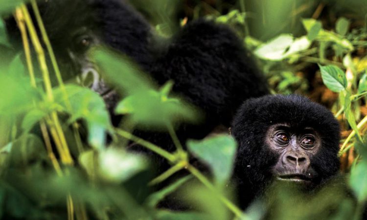 3 Days Bwindi Gorillas from Entebbe