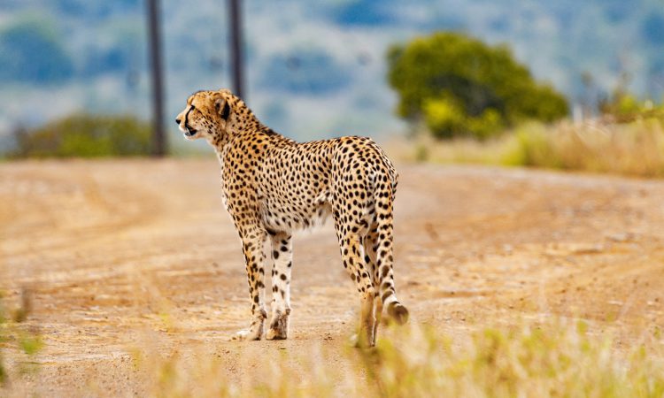 East Africa Safaris Tours