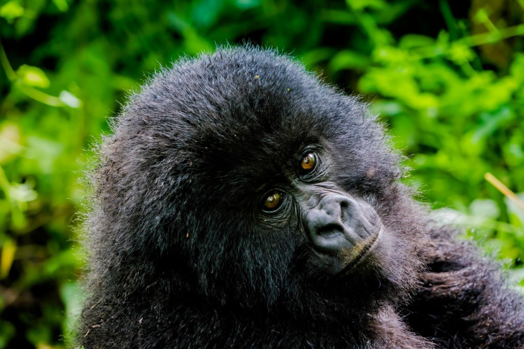 Mountain Gorilla in Africa