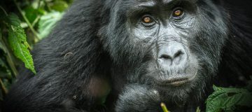 4 Days Bwindi Double Gorilla Trek