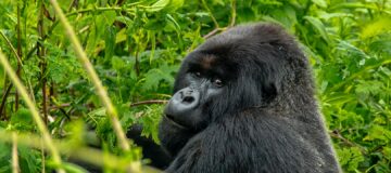 2 Days Virunga Gorilla Trekking Tour