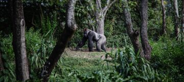 3 Days Lowland Gorilla Trekking Congo