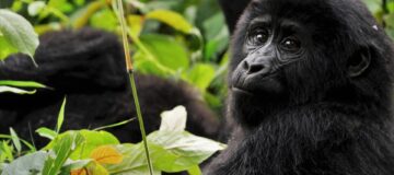 3 Days Virunga Gorilla Trekking Safari