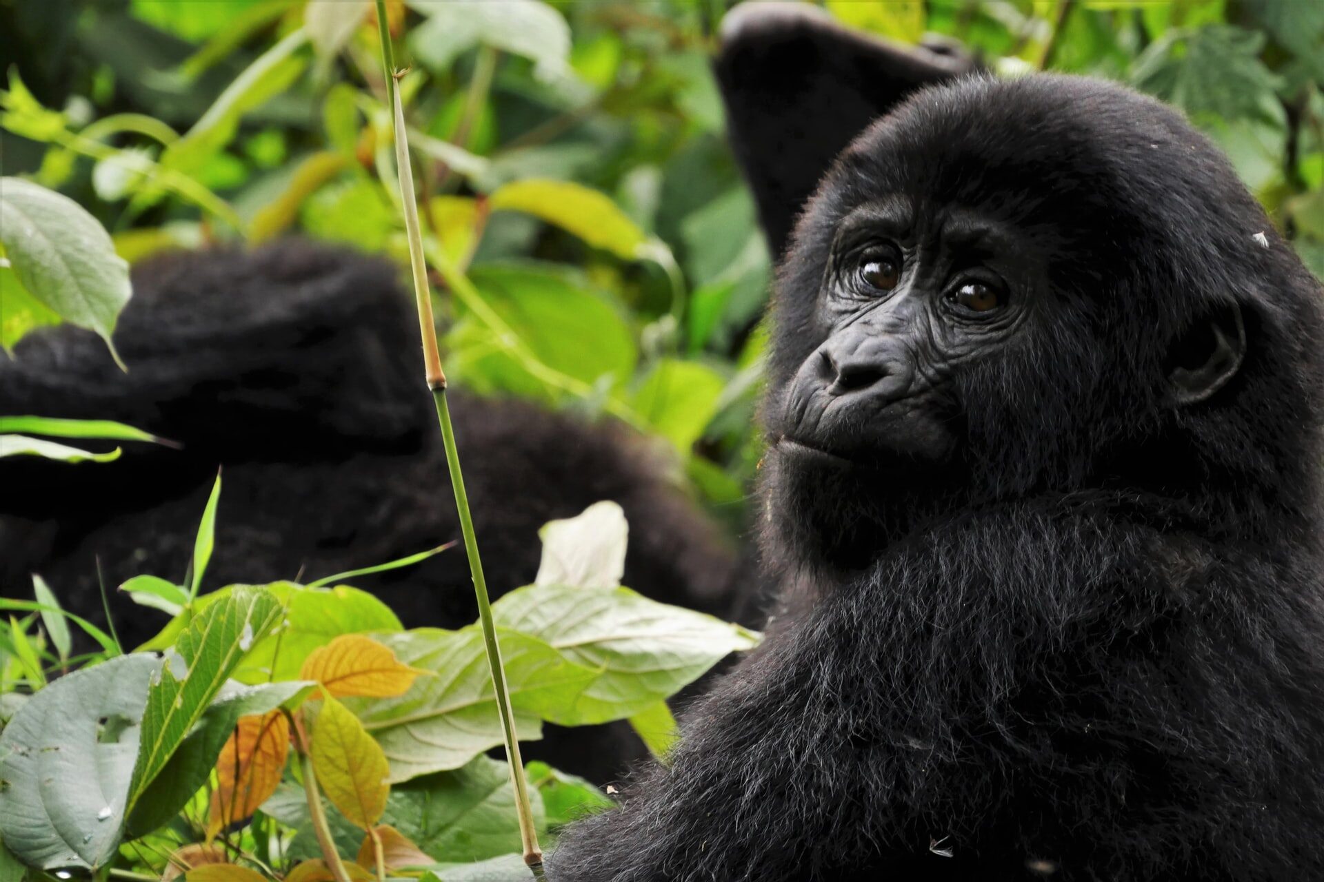 3 Days Virunga Gorilla Trekking Safari - Gorilla Riddles