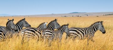 4 Days Akagera National Park Safari