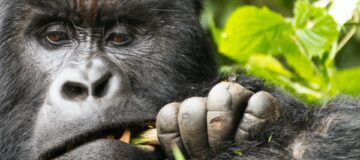 4 Days Double Gorilla Trekking in Rwanda