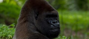 4 Days Lowland Gorillas & Chimpanzee Safari