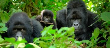 6 Days Epic Gorilla Safari Holiday