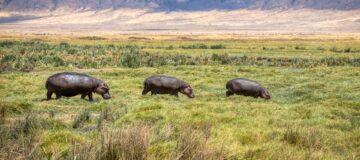 7 Days Bwindi Gorillas & Ngorongoro Crater Safari