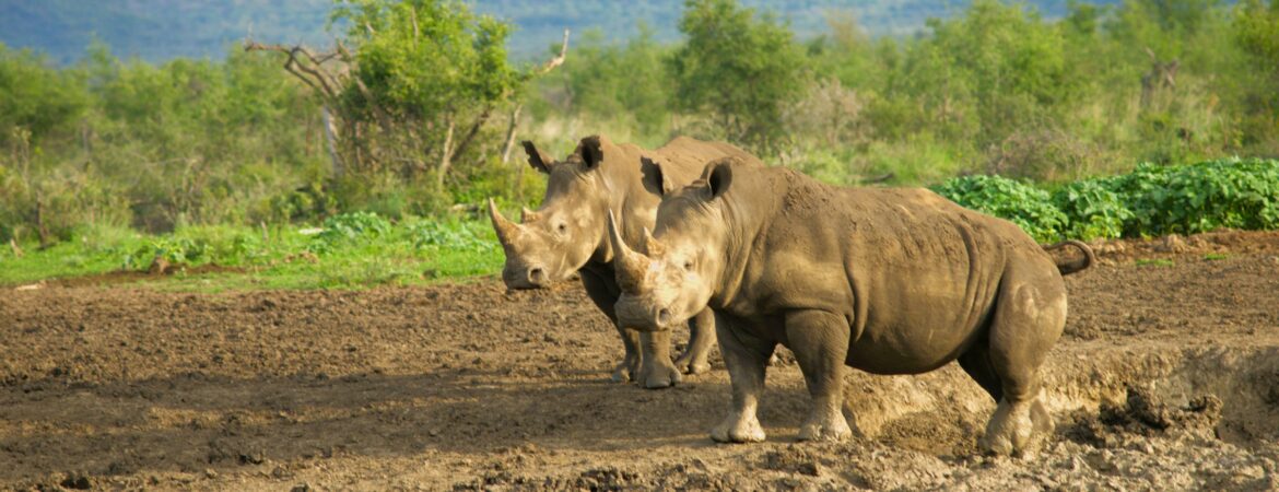 Encounter White Rhinos at Ziwa Rhino Sanctuary