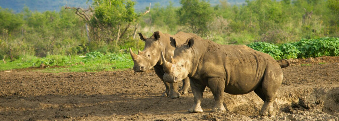 Encounter White Rhinos at Ziwa Rhino Sanctuary - Gorilla Riddles