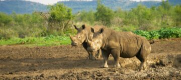 Encounter White Rhinos at Ziwa Rhino Sanctuary