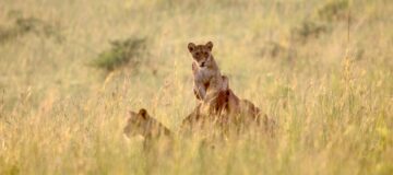 Wildlife Safaris in Murchison Falls National Park